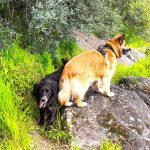 De huisdieren Joy, Sam Luce en Boris; The Artis of Joy