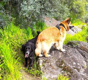 huisdieren The Art of Joy