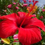 Ongedwongen sfeer van rust