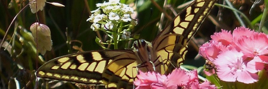 Familie patronen, ‘A family affair’