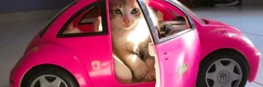 Een kever vol katten