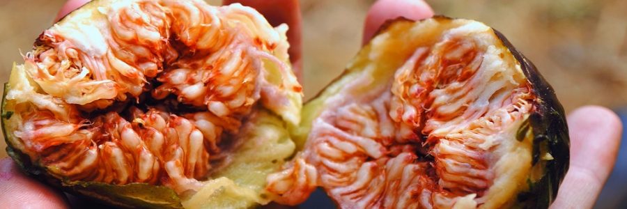 Een fruitmand vol talenten