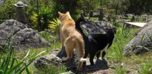 vluchten naar de Algarve