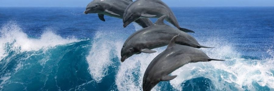 Dolfijnen langs Meia Praia, Lagos