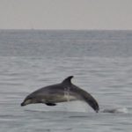 dolfijen langs Meia Praia