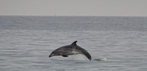 dolfijen langs Meia Praia