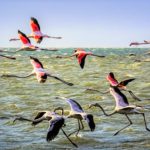 Vriendschap is als reizen