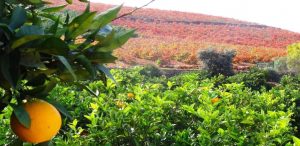 Lichtvoetig leven Algarve