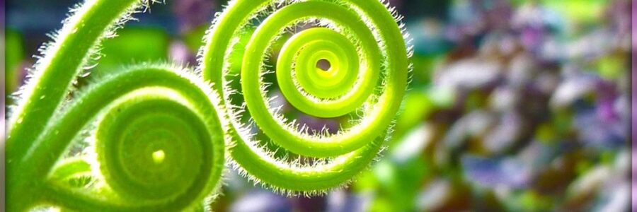 Verlangen versus verstrooiing
