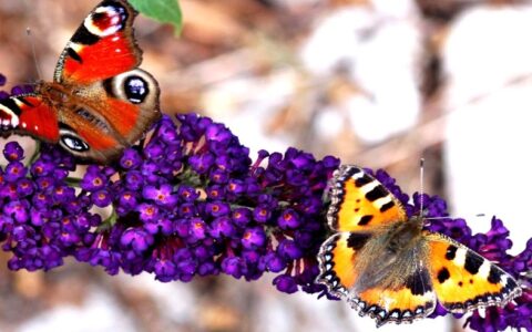 Tegenpolen als sleutel tot groei